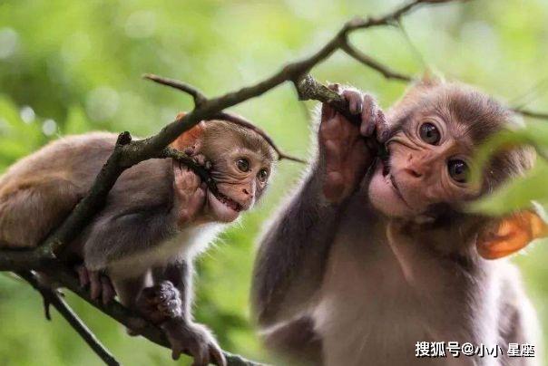 欲钱买娇小玲珑的动物是什么生肖详细解答、解释与落实、实证解答解释落实