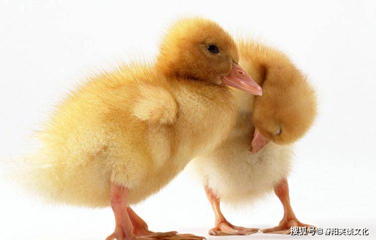 欲钱买娇小玲珑的动物是什么生肖请全面2释义、解释与落实、统计解答解释落实